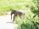 Elephants at Udawalawe National Park Sri Lanka