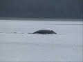 Halibut Fishing In Valdez