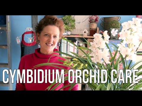 how to fertilize cymbidiums