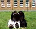 Our Human Pyramind!! Our Human Pyramind!!