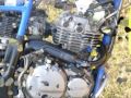Lupich DR350