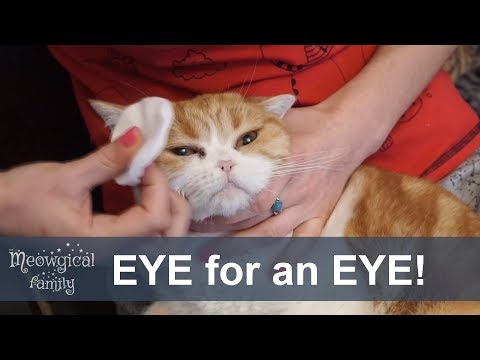 Most popular way: How to clean cat's eyes?