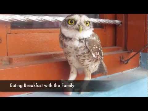 Un giorno della vita di Dumbo Un giorno della vita di Dumbo