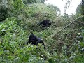 Gorillas in the Virunga Mountains, Rwanda Gorillas in the Virunga Mountains, Rwanda
