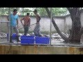 Crocodiles beaten and fed at Thai crocodile farm
