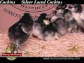 Video: Silver Laced Cochin