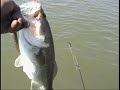 GO RIPP SOME LIPPS-FISHING WITH RIPPN LIPPS