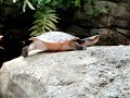 Pittsburgh Zoo. Turtle can\ Pittsburgh Zoo. Turtle can\
