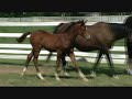 Trakehner-of-the-year06 son x trakehner-of-the-year09-3/4 sib