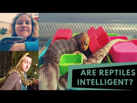 YouTube reptile video