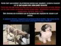 Campanha de adoção de cães - SP - Março/2008