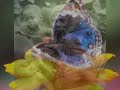Magna Cum Laude – Életjel