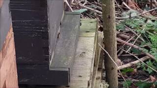 The bees are flying