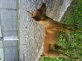 Pinscher Lutor