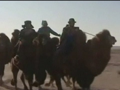 Camel Race