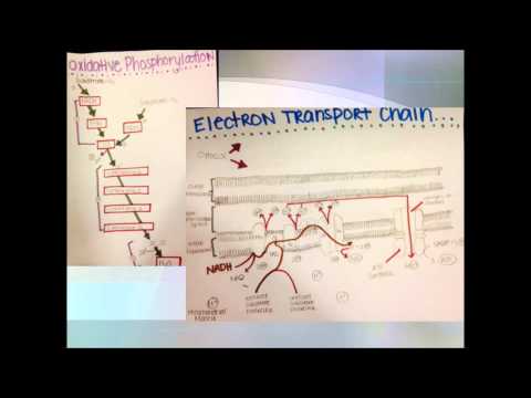 Cellular Respiration: Oxidation Phosphorylation and the Electron Transport Chain