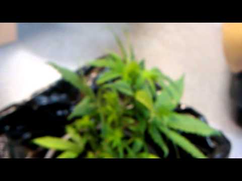 how to transplant in coco