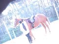 Riding & Playing with my Horse