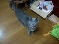 アラシとショコラの鳴き声
