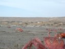 Crabs of peru