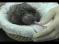 Koa the Kiwi