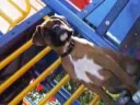 Boxer Pup Extraordinaire - 7 weeks to 9 mos!