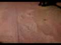 videos de Haciendo desmadre Reynosa