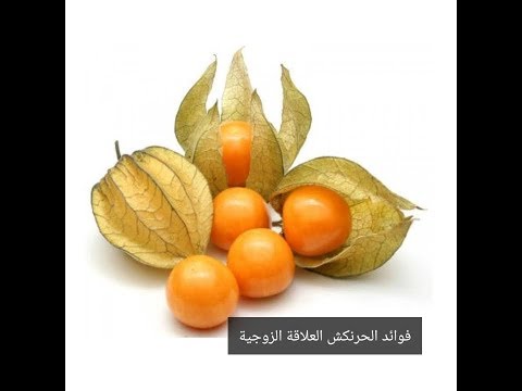 فوائد الحرنكش للعلاقه الزوجيه