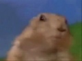 Varios animales bailando