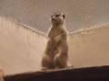 Monkeys!!! (with pants)