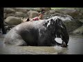 Click here to watch this video A trip to Elephant Camp May 2012