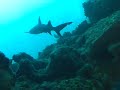 Mergulhos em Gal�pagos - Wolf