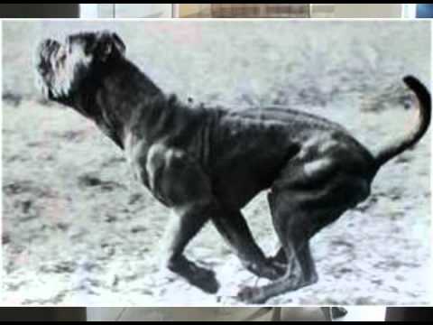 pakistani mastiff
