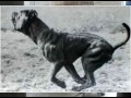 Molossus dog