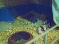 Still wet Cavy young (birth)