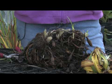 how to transplant stella d'oro daylilies