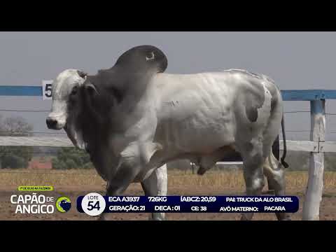 7 De Olho na Fazenda - Capo de Angico