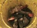 Black Beauty Betrayed:The Slaughter of US and Cdn Horses