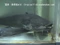 ????????????Wels catfish?????Silurus glanis ????????????Wels catfish?????Silurus glanis