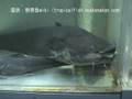 「ヨーロッパオオナマズ(Wels catfish)」学名:Silurus glanis