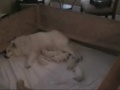 Adorable Roughdiamond Samoyed babies with mommy Ayla