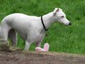 The Easter Bunny surprises the whippets The Easter Bunny surprises the whippets