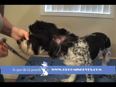 cockapoo