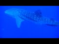 Whale Shark - Red Sea - Egypt