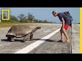 Explorer Interrupts Mating Tortoises, Slowest Chase Ever Ensues