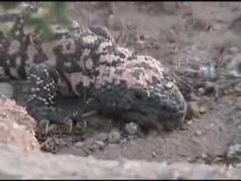 Gila Monster Returns
