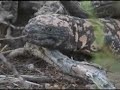 Gila Monster Returns Gila Monster Returns