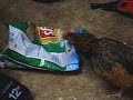 Dovey the Banty Rooster