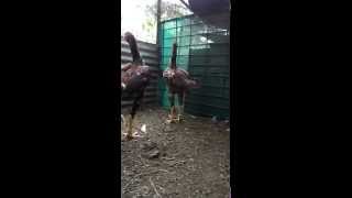Malay game fowl