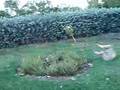 spiky bush jump